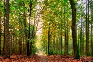 Sunbeams on a forest path during autumn by eric van der eijk