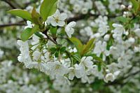 Apple blossoms