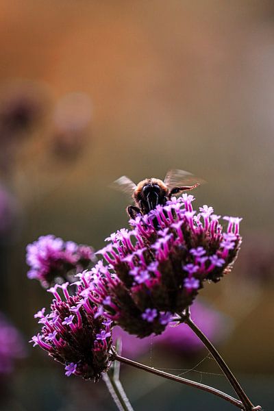 Abeille occupée par Jamayla Zimmer