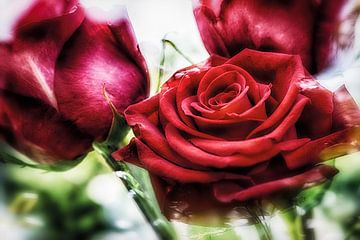 Red rose petals in sunlight by Nicc Koch