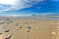 Recherche de coquilles...