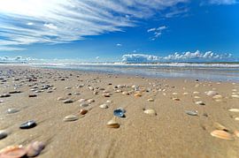 Recherche de coquilles... sur Peter van Rijn