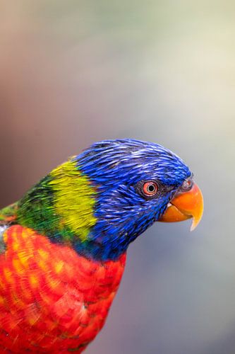 Die schönen Farben einer Lori von Selwyn Smeets - SaSmeets Photography