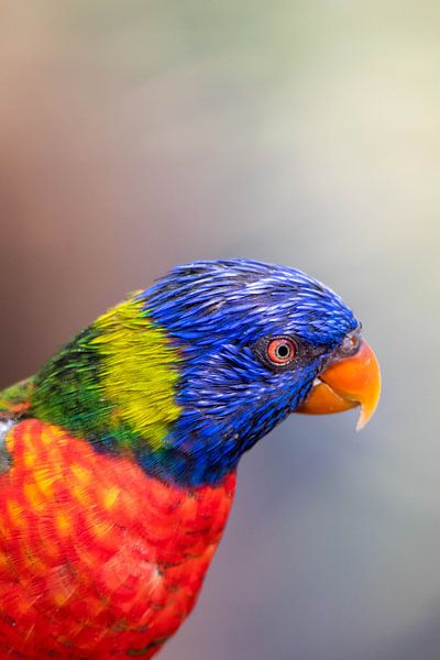 The beautiful colors of a Lori by Selwyn Smeets - SaSmeets Photography