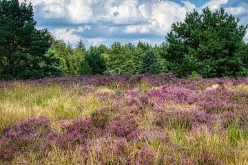 Explosion de violet dans le champ