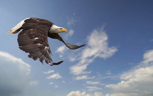 Zeearend in zijn vlucht