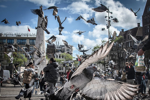 Des pigeons sur la place du Dam - Amsterdam, agitation et vie urbaine