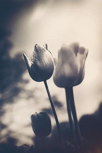 Een vleugje emotie - sfeervolle bloemenzee van tulpen in stille rouw