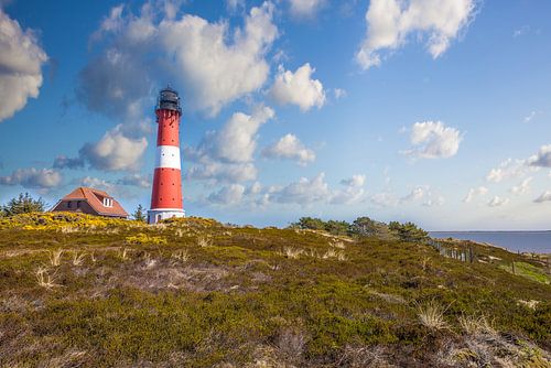 Vuurtoren Hörnum met heide, Sylt
