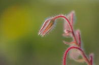 wild flower by Moetwil en van Dijk - Fotografie thumbnail