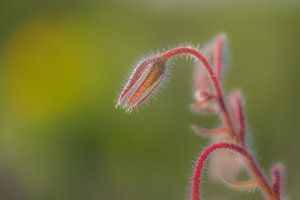 Wildblume von Moetwil en van Dijk - Fotografie