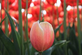 Tulip fields near Goeree-overflakee by Linda van Rij