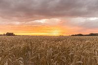 Graanveld met ondergaande zon