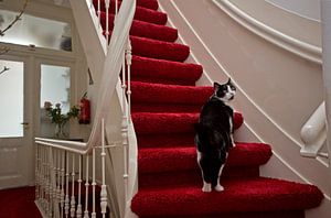 Cat on stairway sur Robert van Willigenburg