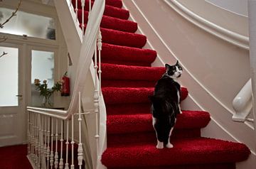 Kat op trap in herenhuis van Robert van Willigenburg