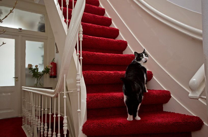 Cat on stairway by Robert van Willigenburg