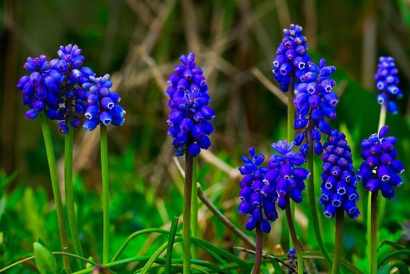 Blue bells von Peter Relyveld