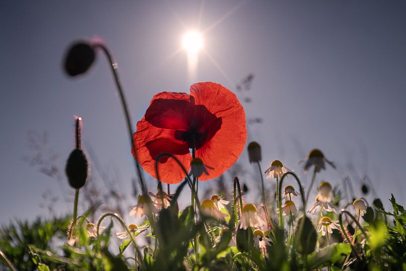 Mohnblumen im Blumenfeld von Kurt Krause