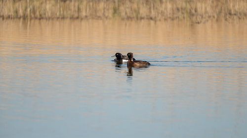 Canards à crête dans la lumière du petit matin