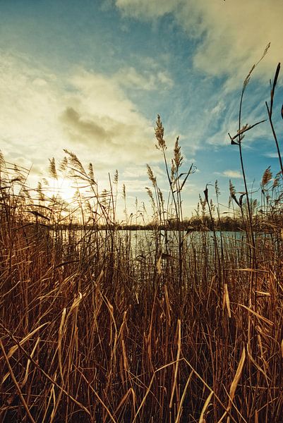 Schilf by Malte Pott