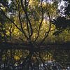 Assiette d'automne en septembre dans la forêt sur Davadero Foto