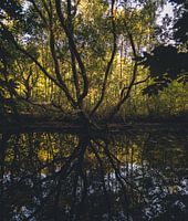 Autumn plate in September in the forest