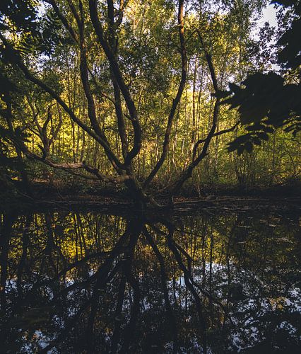 Assiette d'automne en septembre dans la forêt sur Davadero Foto