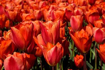 Gros plan sur des tulipes rouges en Frise