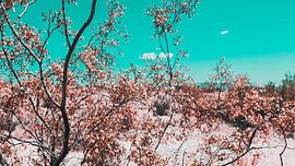 Desert Flowers Photo Canvas – Colourful Nature Photography Wall Decoration 05 by FotoDennis.com | Werk op de Muur