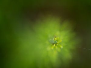 Sanft und grün 3 - Naturfotografie