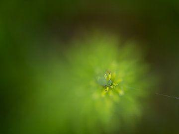 Soft and green 3 - nature photography by Qeimoy