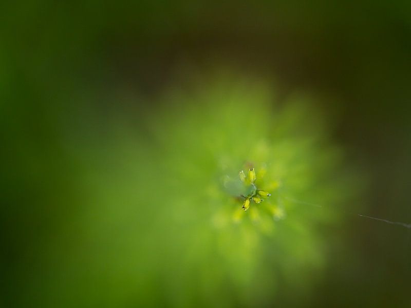 Soft and green 3 - nature photography by QEIMOY