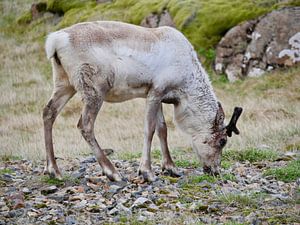 Renne en Islande dans les Fjords de l'Est