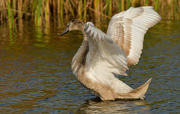 Juvenile mute swan by Willem Van Norel