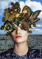 All about butterflies