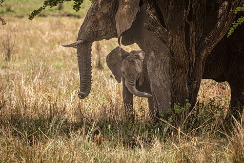 Klein olifantje schuilt veilig bij moeder in de Serengeti..