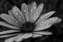 Flower in Black & White von Luke Price