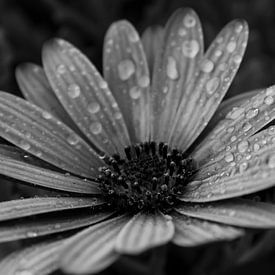 Flower in Black & White von Luke Price