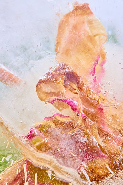 Peonies in ice by Jenco van Zalk
