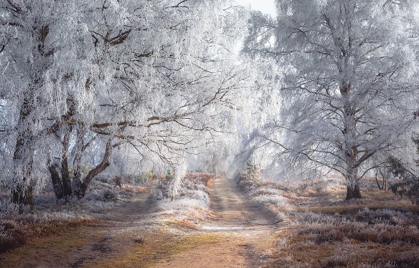 Vorst op de Lüneburger Heide van Steffen Henze