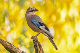 Eichelhäher (Garrulus glandarius)