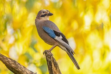 Geai (Garrulus glandarius) sur Gert Hilbink