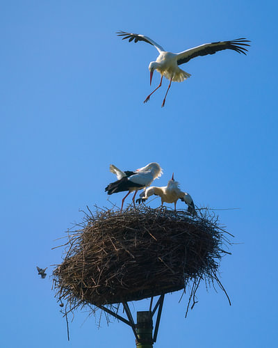 Le choc des cigognes sur Jeroen Lagerwerf