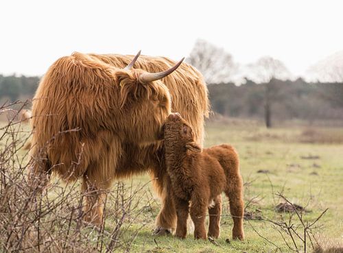 Onvoorwaardelijke liefde bij mama