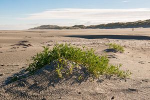 Plantje Zeeraket op Noordzeestrand van Terschelling