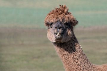 Bruine grappige alpaca