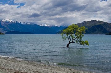 Der Wanaka-Baum | Wanaka-Weide | Neuseeland von Ricardo Bouman Fotografie