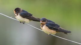 Schwalben von JWB Fotografie