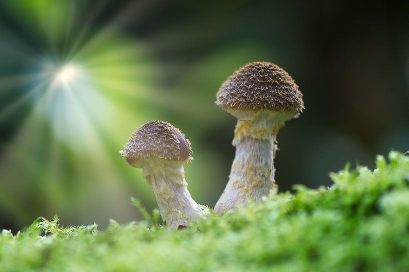 Two mushrooms in sunlight by Wim Stolwerk
