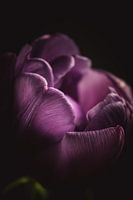 Violette Blütenblätter